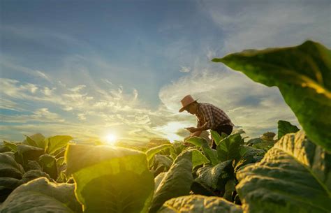 Georgia's Agriculture: Overcoming Challenges and Struggles