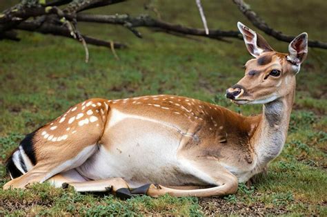 Unveiling the Deer's Gestation Secrets