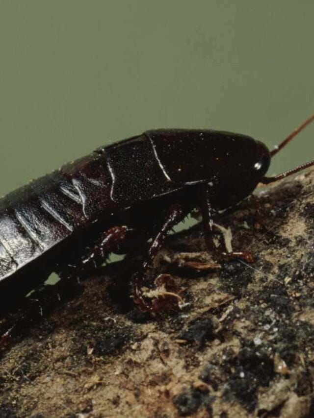 Get Rid Of Oriental Cockroach Best Natural Bait To Kill Black Get Rid Of Oriental Cockroach Best Natural Bait To Kill Black
