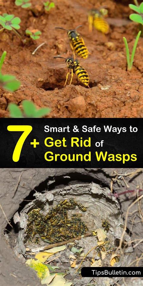 How to Get Rid of Ground Wasps