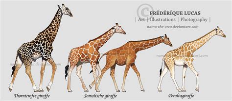 Giraffe Subspecies By Namu The Orca On Deviantart Giraffe Subspecies By Namu The Orca On Deviantart