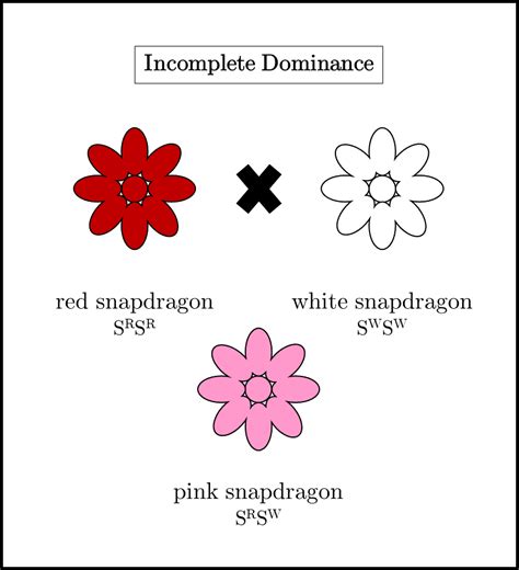 Give Example For Phenotypes Appear In Incomplete Dominance Quizlet Give Example For Phenotypes Appear In Incomplete Dominance Quizlet