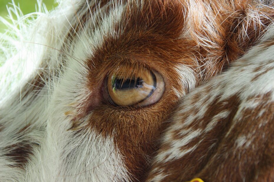 Goat Anatomy Everything You Need To Know Texas Goat Goat Anatomy Everything You Need To Know Texas Goat