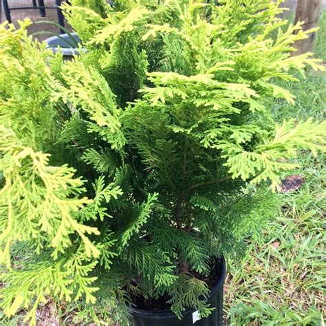 Golden Hinoki Cypress Chamaecyparis Obtusa Crippsii Garden Org