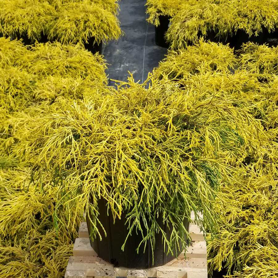 Golden Hinoki False Cypress Plant Care Growing Basics Water Light