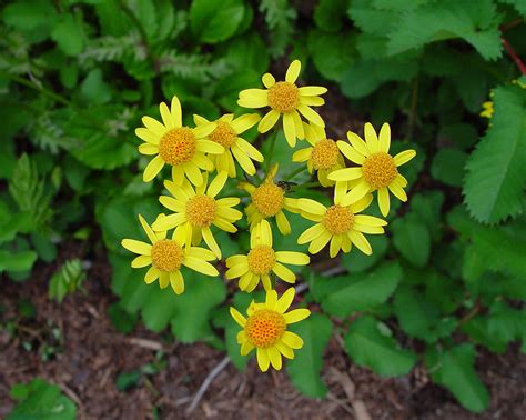 10 Golden Ragwort Benefits for Your Garden 10 Golden Ragwort Benefits for Your Garden