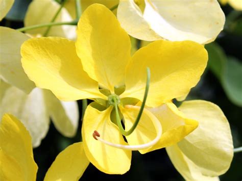 The Golden Shower Flower's Beauty