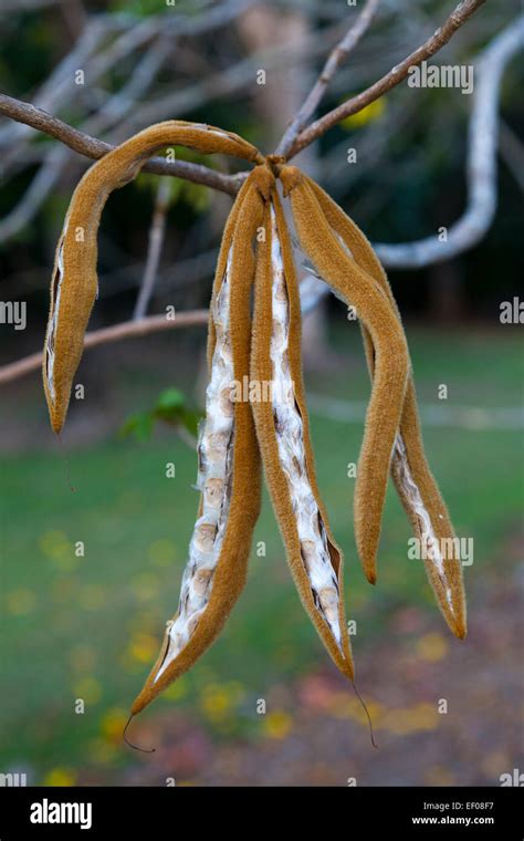 Golden Trumpet Tree Seeds: Unlocking Nature's Beauty