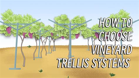 Grape Trellis Systems Youtube Grape Trellis Systems Youtube
