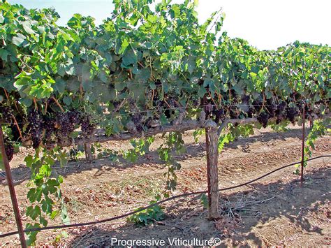 The Grapevine's Guide to Trellis Systems