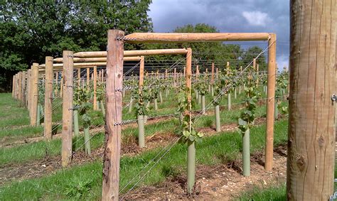 Grapevines Trellis System Grapevines Trellis System