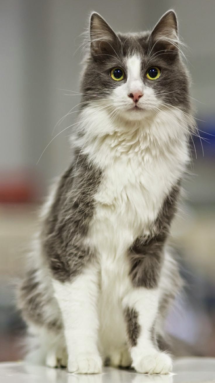 The Ultimate Guide: 5 Grey Cat Breeds The Ultimate Guide: 5 Grey Cat Breeds
