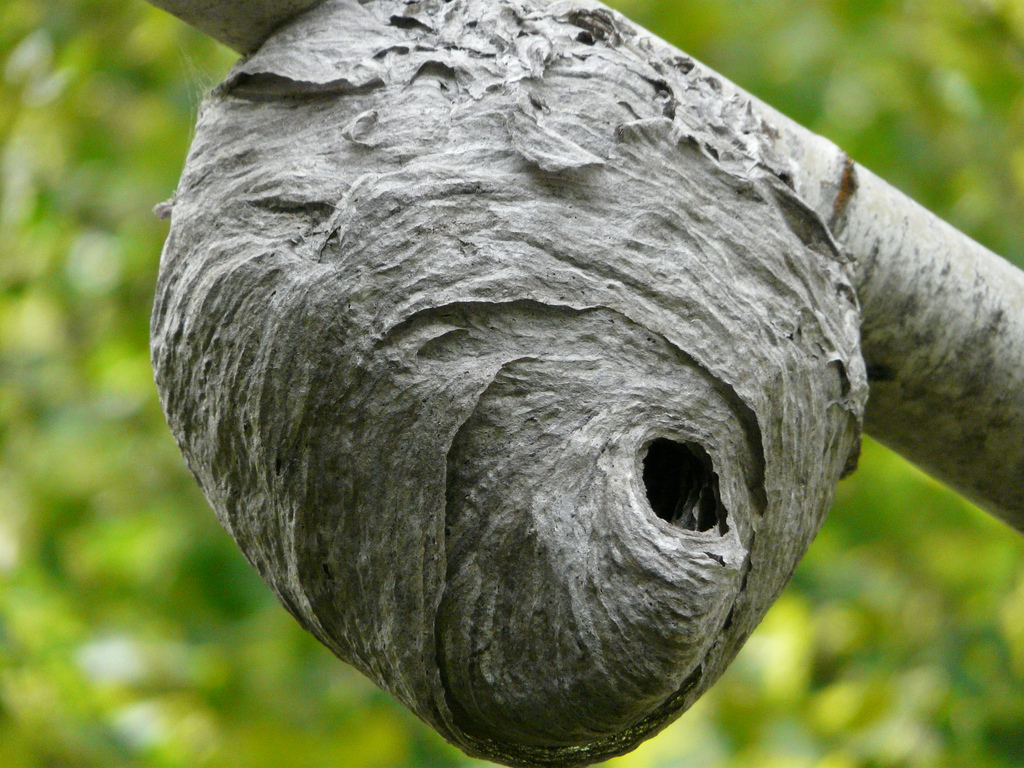 5 Tips to Manage the Great Black Wasp Nest 5 Tips to Manage the Great Black Wasp Nest