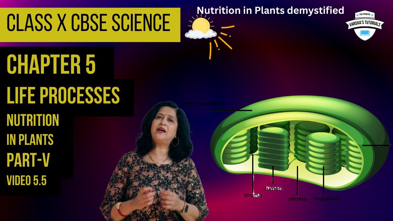 Green Magic Unveiling The Wonders Of Photosynthesis For Kids Youtube Green Magic Unveiling The Wonders Of Photosynthesis For Kids Youtube