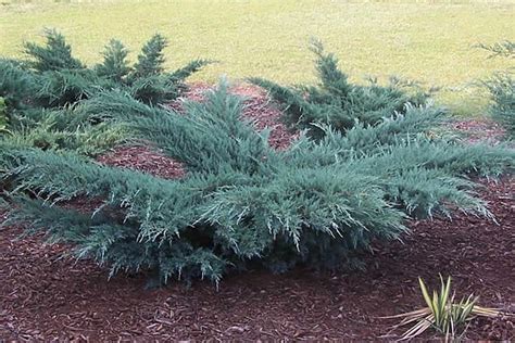 Grey Owl Juniper: Growth Secrets Unveiled Grey Owl Juniper: Growth Secrets Unveiled