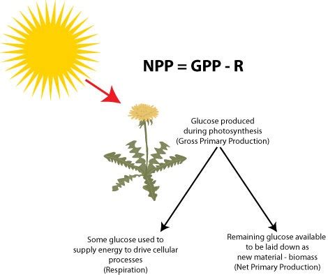 The Role of Gross Primary Productivity: 4 Key Insights