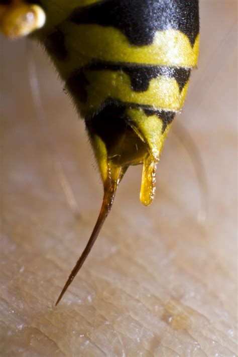 Ground Yellow Jackets Ground Yellow Jackets