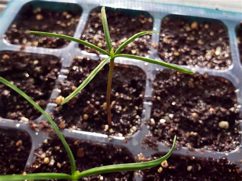 How to Grow Bald Cypress from Seed: 3 Tips