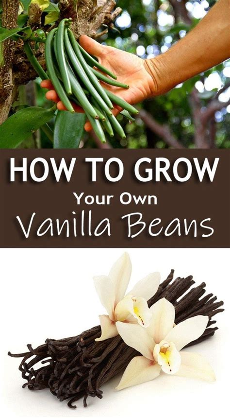 The Vanilla Growing Guide