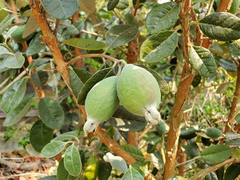 5 Secrets to Growing Pineapple Guava
