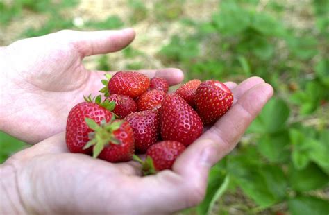 Growing Strawberries In The Home Garden Ohioline