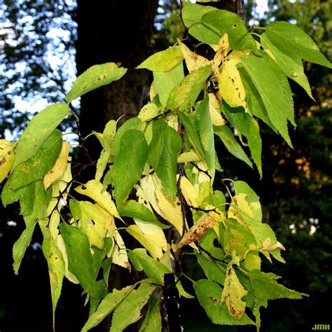 Hackberry Tree Leaves Falling Off In Summer Gerda Mcnamara Hackberry Tree Leaves Falling Off In Summer Gerda Mcnamara