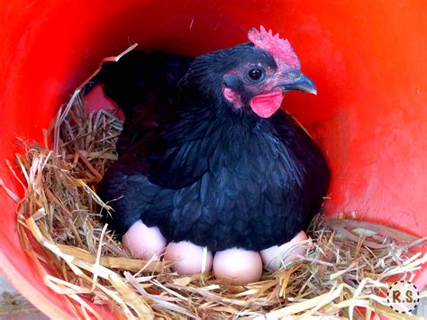 Halloween's Egg-citing Chicken Mystery