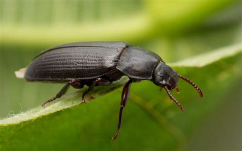 Top 5 Tips to Get Rid of Black Bugs