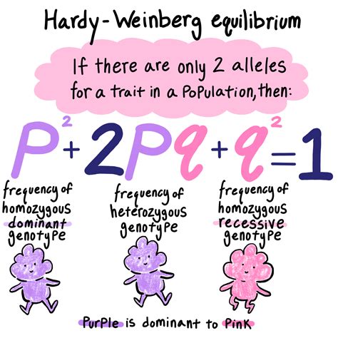 Unraveling Hardy-Weinberg: A Genetic Balance