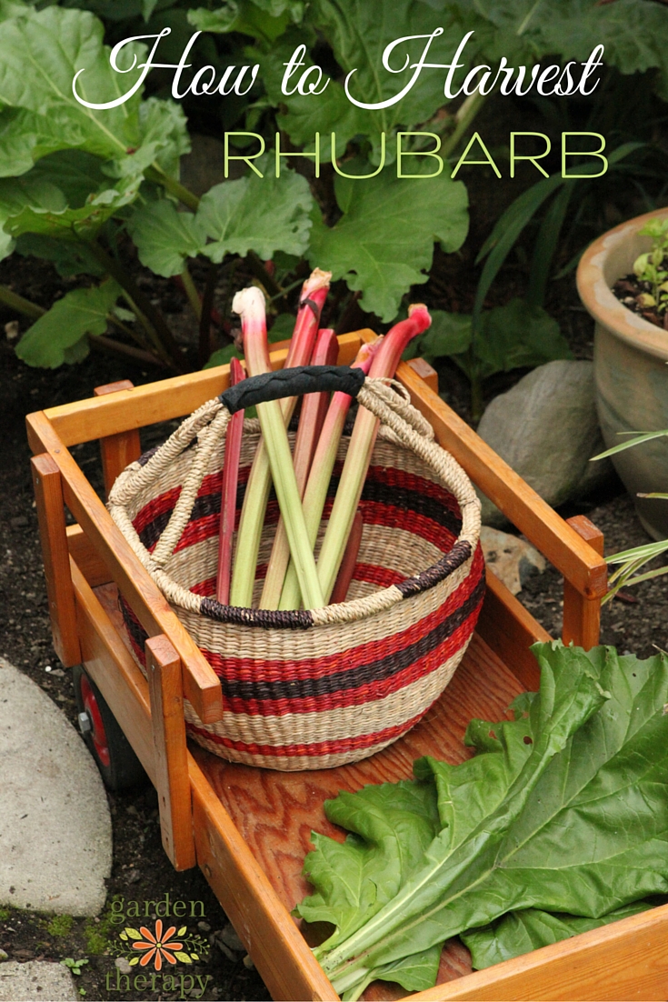 4 Ways to Harvest Rhubarb