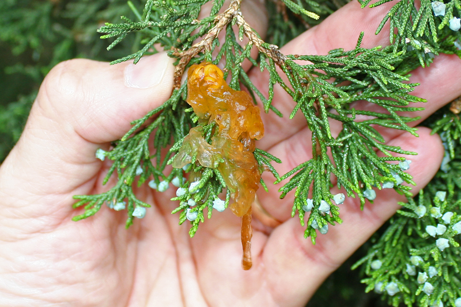 5 Common Hawthorn Tree Diseases 5 Common Hawthorn Tree Diseases