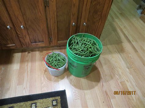 Heat Tolerant Bush Beans Scientists Discover New Heat Tolerant Bean