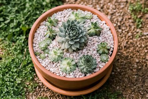 7 Easy Tips for Hen and Chicks Care