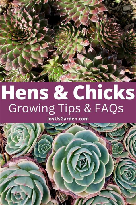 Hens And Chicks The Succulent That Keeps On Giving Hens And Chicks The Succulent That Keeps On Giving