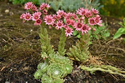 Discover the Charm: Hens and Chicks Varieties