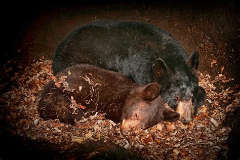 Hibernation How It Works Why Animals Do It And The Creature That Can Hibernation How It Works Why Animals Do It And The Creature That Can