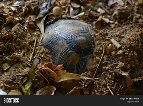 The Turtle's Guide to Hibernation: 5 Tips The Turtle's Guide to Hibernation: 5 Tips