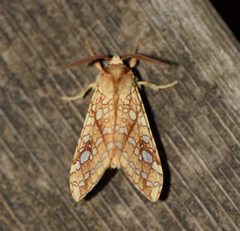 Meet the Majestic Hickory Tussock Moth