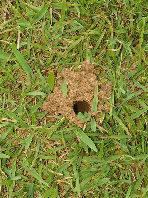 5 Easy Steps to Fill a Hole in Your Lawn 5 Easy Steps to Fill a Hole in Your Lawn