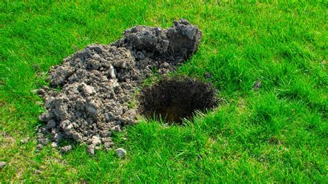 Why Do Holes Appear in My Lawn? Why Do Holes Appear in My Lawn?