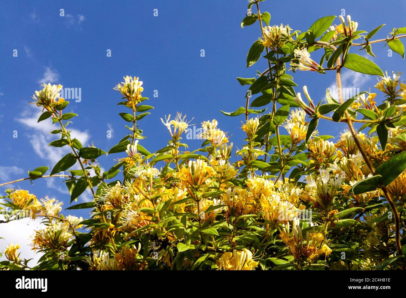Honeysuckle Climbing Plant Hi Res Stock Photography And Images Alamy Honeysuckle Climbing Plant Hi Res Stock Photography And Images Alamy
