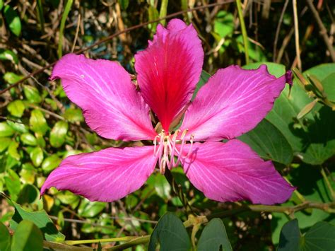 The Pink Charm of Hong Kong's National Flower The Pink Charm of Hong Kong's National Flower