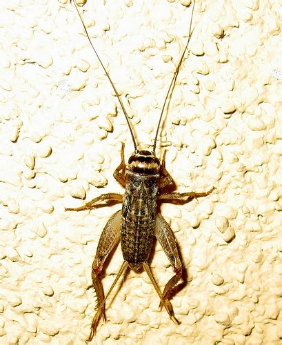 6 Tips to Get Rid of Hopping Bugs 6 Tips to Get Rid of Hopping Bugs