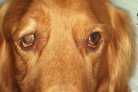 5 Tips for Horner's Syndrome in Dogs