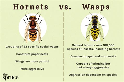 Hornet Vs Wasp Here S How To Tell The Difference Hornet Vs Wasp Here S How To Tell The Difference