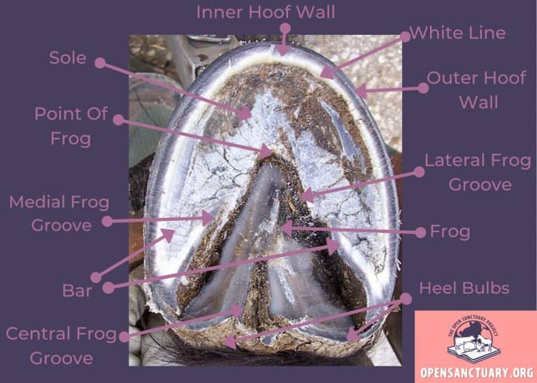 Horse Anatomy The Hoof The Open Sanctuary Project Horse Anatomy The Hoof The Open Sanctuary Project