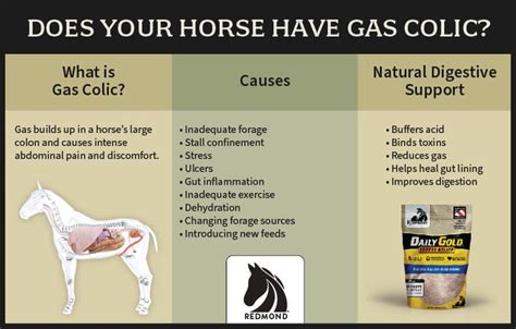5 Key Tips for Preventing Horse Gas Colic 5 Key Tips for Preventing Horse Gas Colic