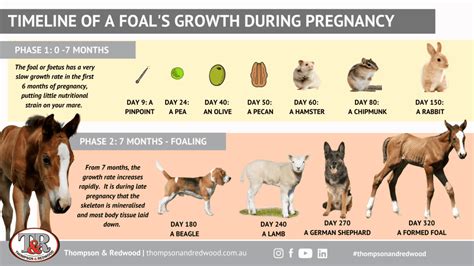 Horse Pregnancy: Understanding Gestation Periods