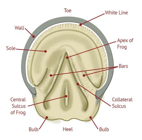Horse Hoof Anatomy Chart Horse Hoof Anatomy Chart