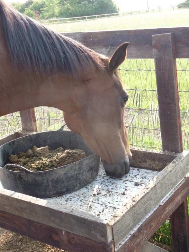 Horse Hoof Anatomy My Senior Horse Horse Hoof Anatomy My Senior Horse